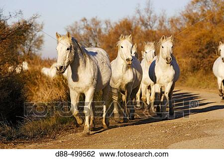 Stock Image - Horses of Camargue. France.. Fotosearch