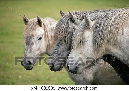 Horses on Raudasandur beach, Western Fjord, Iceland View Large Photo Image Stock Photography - Horses on Raudasandur beach, Western Fjord, Iceland. Fotosearch