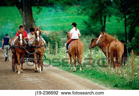 Stock Image - Horses. Ostergotland. Suecia. Fotosearch
