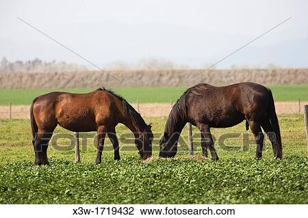horses, uccellina park, alberese, grosseto province, maremma,, tuscany, italy, europe View Large Photo Image Stock Image - horses, uccellina park, alberese, grosseto province, maremma,, tuscany, italy, europe. Fotosearch