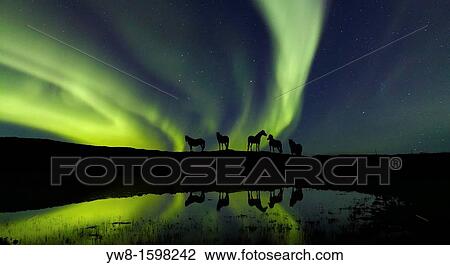 Stock Image - Horses with Aurora Borealis, Iceland. Fotosearch