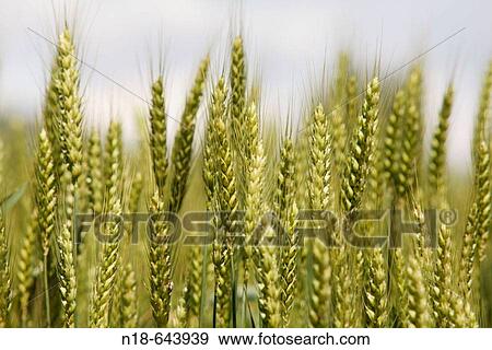 Stock Photo - Hostalets d? en Bas. Vall d? en Bas. Garrotxa. Catalunya. Spain.. Fotosearch