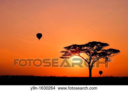 Hot Air Balloons at Sunrise in the Serengeti National Park, Tanzania View Large Photo Image Picture - Hot Air Balloons at Sunrise in the Serengeti National Park, Tanzania. Fotosearch