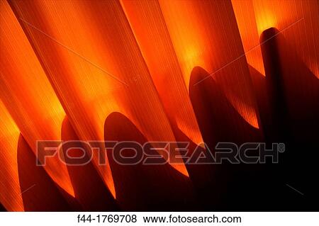Stock Photo - Hotel room, folds of orange curtain flooded by sunlight from behind. Fotosearch