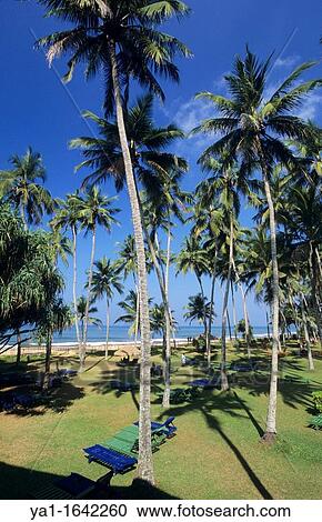 Stock Image - Hotel tangerine garden, Kalutara, sri lanka. Fotosearch