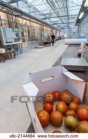 Hothouses, greenhouses in Hveragerdi in winter. View Large Photo Image Picture - Hothouses, greenhouses in Hveragerdi in winter.. Fotosearch