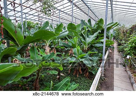 Hothouses, greenhouses in Hveragerdi in winter. View Large Photo Image Stock Photo - Hothouses, greenhouses in Hveragerdi in winter.. Fotosearch