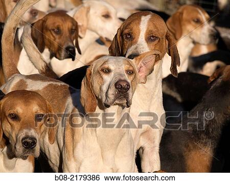 Hounds ready for a traditiojnal English fox hunting meeting in Derbyshire, UK. View Large Photo Image Stock Photograph - Hounds ready for a traditiojnal English fox hunting meeting in Derbyshire, UK.. Fotosearch