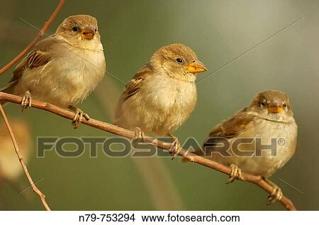 Picture - House Sparrow (Passer domesticus). Sierra de Puertollano, Ciudad Real province, Castilla-La Mancha, Spain. Fotosearch