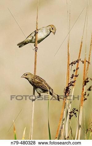 Stock Photo - House Sparrow (Passer domesticus). R? o Ojail? n, Puertollano, Ciudad Real, Spain. Fotosearch