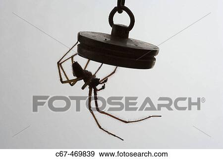 House spider (Araneus diadematus) View Large Photo Image Stock Photo - House spider (Araneus diadematus). Fotosearch