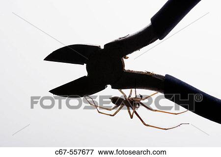 House Spider (Tegenaria domestica) in workshop. View Large Photo Image Stock Photo - House Spider (Tegenaria domestica) in workshop.. Fotosearch