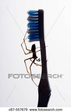 House Spider (Tegenaria domestica) in bathroom sink View Large Photo Image Stock Photo - House Spider (Tegenaria domestica) in bathroom sink. Fotosearch