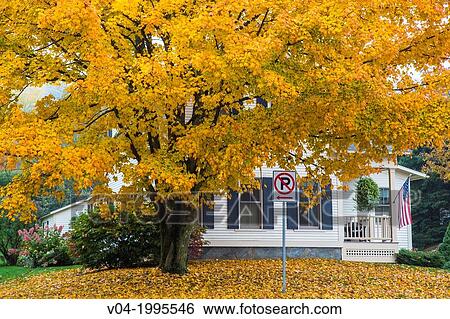 House with colorful tree in autumn in Weston, Vermont, USA View Large Photo Image Stock Photograph - House with colorful tree in autumn in Weston, Vermont, USA. Fotosearch