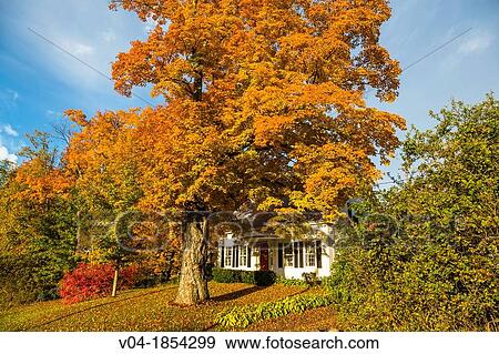 House with colorful tree in autumn, Vermont, USA View Large Photo Image Stock Photo - House with colorful tree in autumn, Vermont, USA. Fotosearch