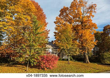 House with colorful tree in autumn, Vermont, USA View Large Photo Image Stock Photography - House with colorful tree in autumn, Vermont, USA. Fotosearch