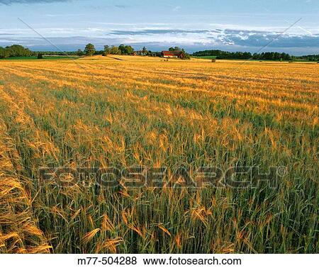 Stock Photo - Houses in the field, agricultural landscape. Hidinge. N? rke. Sweden.. Fotosearch