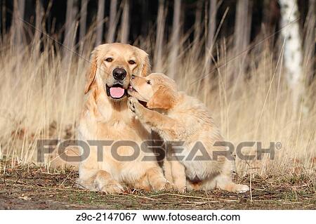 Hovawart dog / adult and puppy in a wood. View Large Photo Image Stock Photo - Hovawart dog / adult and puppy in a wood.. Fotosearch