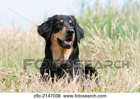 Stock Photo - Hovawart dog / adult lying in a meadow.. Fotosearch
