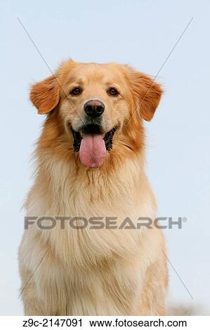 Hovawart dog / adult portrait. View Large Photo Image Stock Image - Hovawart dog / adult portrait.. Fotosearch