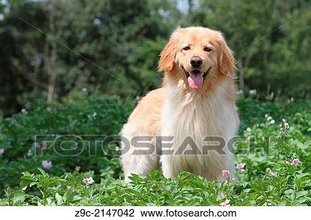 Hovawart dog / adult standing in a field. View Large Photo Image Stock Image - Hovawart dog / adult standing in a field.. Fotosearch