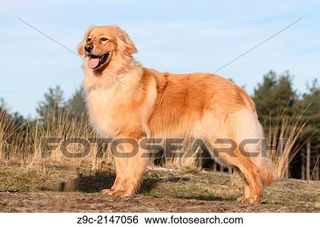 Hovawart dog / adult standing in a meadow. View Large Photo Image Stock Photograph - Hovawart dog / adult standing in a meadow.. Fotosearch