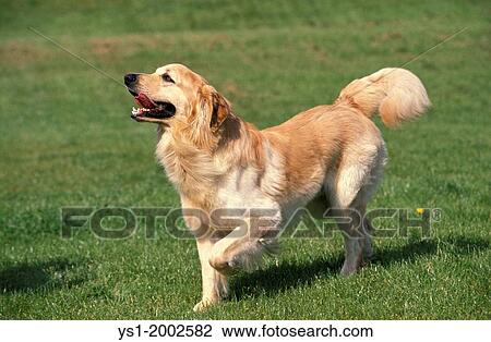 Hovawart Dog standing on Grass. View Large Photo Image Stock Image - Hovawart Dog standing on Grass.. Fotosearch