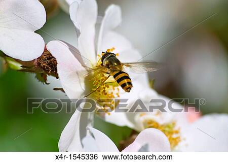 Hoverfly landing on Rose flower. View Large Photo Image Stock Photograph - Hoverfly landing on Rose flower.. Fotosearch