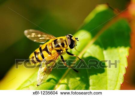 Hoverfly, Myathropa florea, Syrphidae View Large Photo Image Picture - Hoverfly, Myathropa florea, Syrphidae. Fotosearch