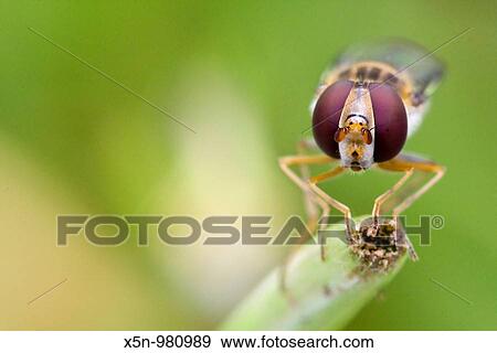 Hoverfly, Portugal View Large Photo Image Stock Photo - Hoverfly, Portugal. Fotosearch