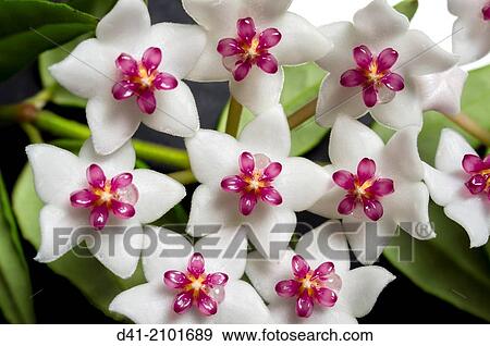 Hoya bella flower plant. View Large Photo Image Stock Photo - Hoya bella flower plant.. Fotosearch