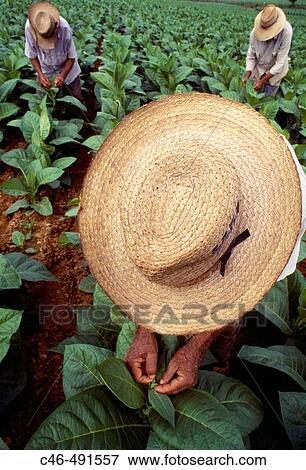 Hoyo de Monterrey tobacco plantation, San Juan y Mart? nez. Pinar del R? o province, Cuba View Large Photo Image Stock Photo - Hoyo de Monterrey tobacco plantation, San Juan y Mart? nez. Pinar del R? o province, Cuba. Fotosearch