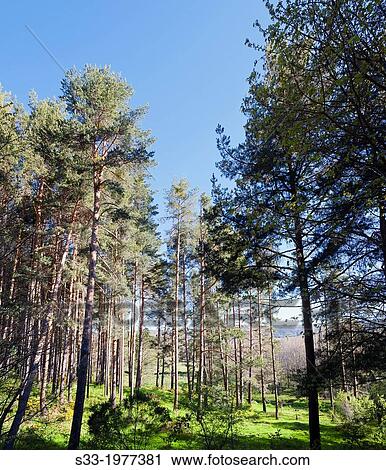 Hoyocasero pinewood. Avila. Castilla Leon. Spain. View Large Photo Image Stock Image - Hoyocasero pinewood. Avila. Castilla Leon. Spain.. Fotosearch