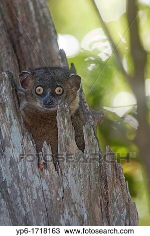 Hubbard's Sportive Lemur Lepilemur hubbardorum in tree cavity, described in 2006, Zombitse National Park, Madagascar View Large Photo Image Stock Image - Hubbard's Sportive Lemur Lepilemur hubbardorum in tree cavity, described in 2006, Zombitse National Park, Madagascar. Fotosearch