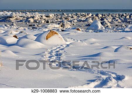 Hudson Bay shoreline in early winter, with polar bear tracks View Large Photo Image Stock Image - Hudson Bay shoreline in early winter, with polar bear tracks. Fotosearch