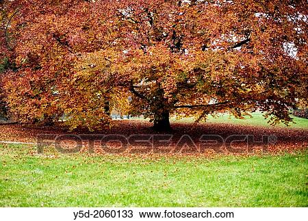 huge common beech tree with red leaves, autumn scene, Ariana park, Geneva, Switzerland View Large Photo Image Stock Image - huge common beech tree with red leaves, autumn scene, Ariana park, Geneva, Switzerland. Fotosearch