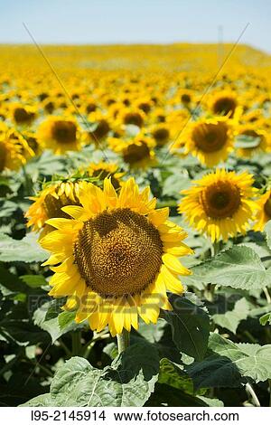Huge field cultivated with sunflower for oil, production, Spain. View Large Photo Image Picture - Huge field cultivated with sunflower for oil, production, Spain.. Fotosearch