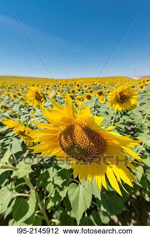 Huge field cultivated with sunflower for oil, production, Spain. View Large Photo Image Stock Image - Huge field cultivated with sunflower for oil, production, Spain.. Fotosearch