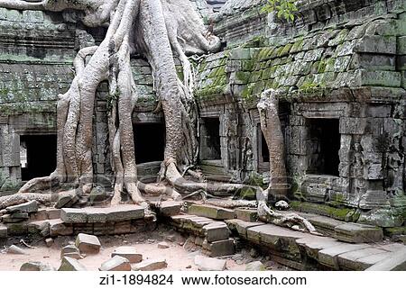 Picture - huge kapok-tree at ruins of Angkor Ta Prohm. Fotosearch
