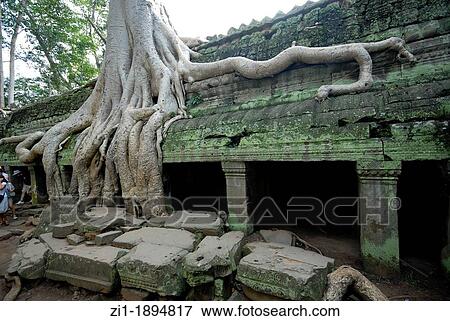 Stock Photo - huge kapok-tree at ruins of Angkor Ta Prohm. Fotosearch