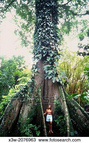 huge tree, amazon rainforest, belem, state of para, amazon region, brazil, south america. View Large Photo Image Stock Image - huge tree, amazon rainforest, belem, state of para, amazon region, brazil, south america.. Fotosearch
