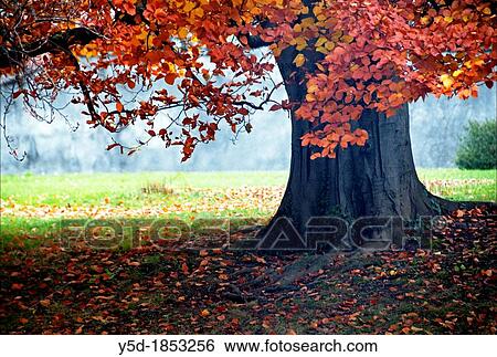 huge tree with red leaves, autumn scene, Ariana park, Geneva, Switzerland View Large Photo Image Stock Photograph - huge tree with red leaves, autumn scene, Ariana park, Geneva, Switzerland. Fotosearch