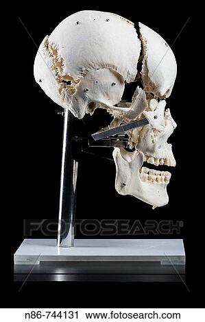 Stock Image - Human body. Fotosearch