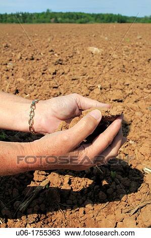 human hands holding a handfull of dry earth on a farm filed during a drought View Large Photo Image Stock Image - human hands holding a handfull of dry earth on a farm filed during a drought. Fotosearch