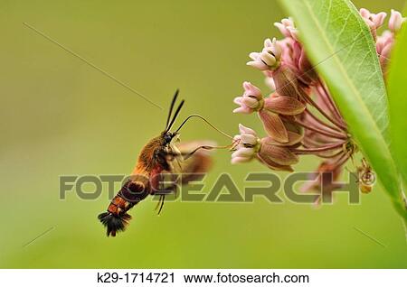 Hummingbird Clearwing Moth Hemaris thysbe nectaring on Common Milkweed Asclepias syriaca View Large Photo Image Stock Image - Hummingbird Clearwing Moth Hemaris thysbe nectaring on Common Milkweed Asclepias syriaca. Fotosearch