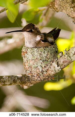 Hummingbird female on eggs in nest View Large Photo Image Stock Photo - Hummingbird female on eggs in nest. Fotosearch