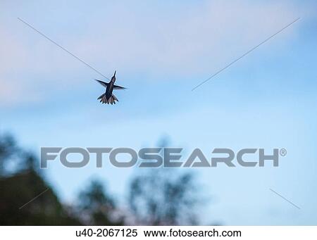 Stock Photography - Hummingbird in flight.. Fotosearch