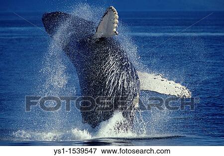 Stock Photo - Humpack Whale, megaptera novaeangliae, Adult Breaching, Alaska. Fotosearch