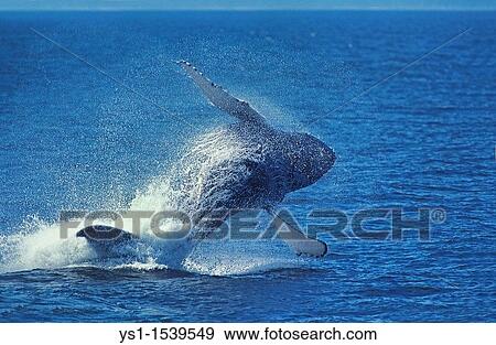 Stock Photo - Humpack Whale, megaptera novaeangliae, Adult Breaching, Alaska. Fotosearch