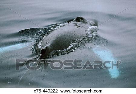 Humpback Whale at surface, Southeast Alaska, USA View Large Photo Image Stock Image - Humpback Whale at surface, Southeast Alaska, USA. Fotosearch